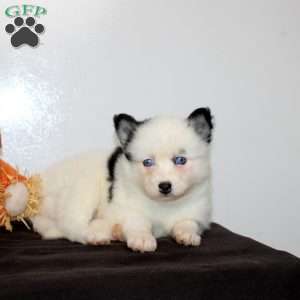 Hattie, Pomsky Puppy